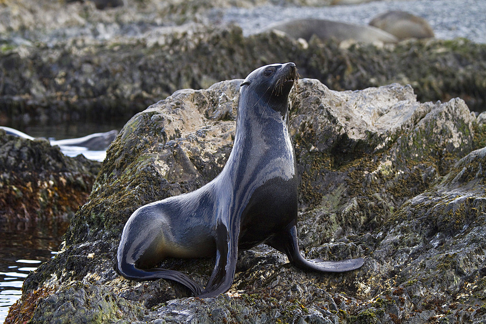 Antarctic fur seal bull (Arctocephalus gazella) on South Georgia, Southern Ocean.