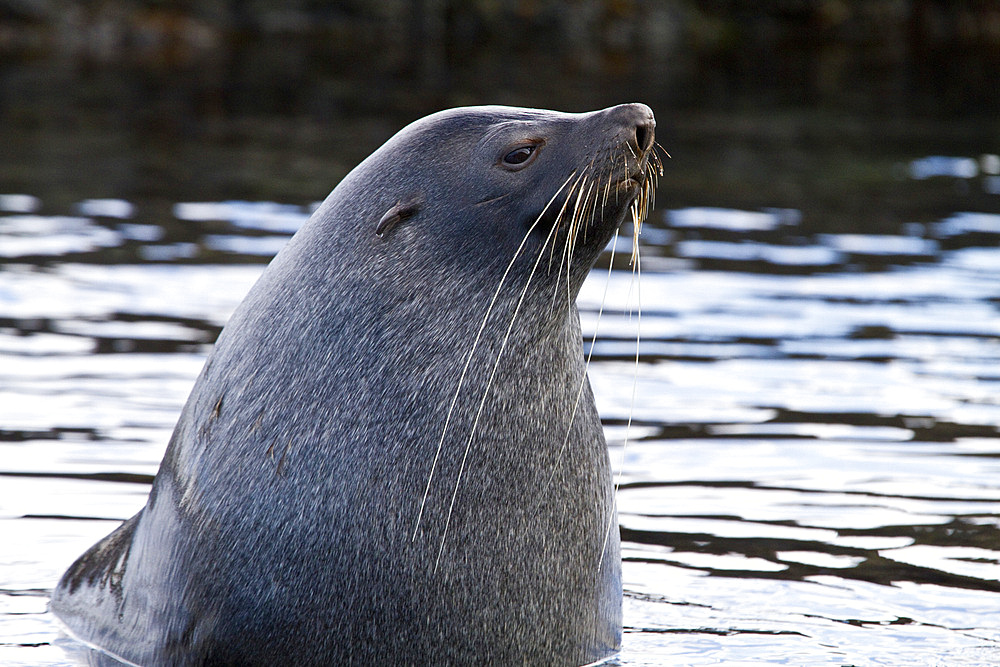 Antarctic fur seal bull (Arctocephalus gazella) on South Georgia, Southern Ocean.