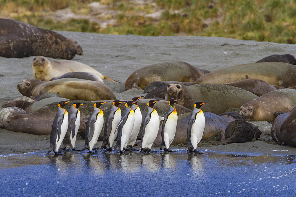 King penguin (Aptenodytes patagonicus) breeding and nesting colony on South Georgia Island, Southern Ocean, Polar regions