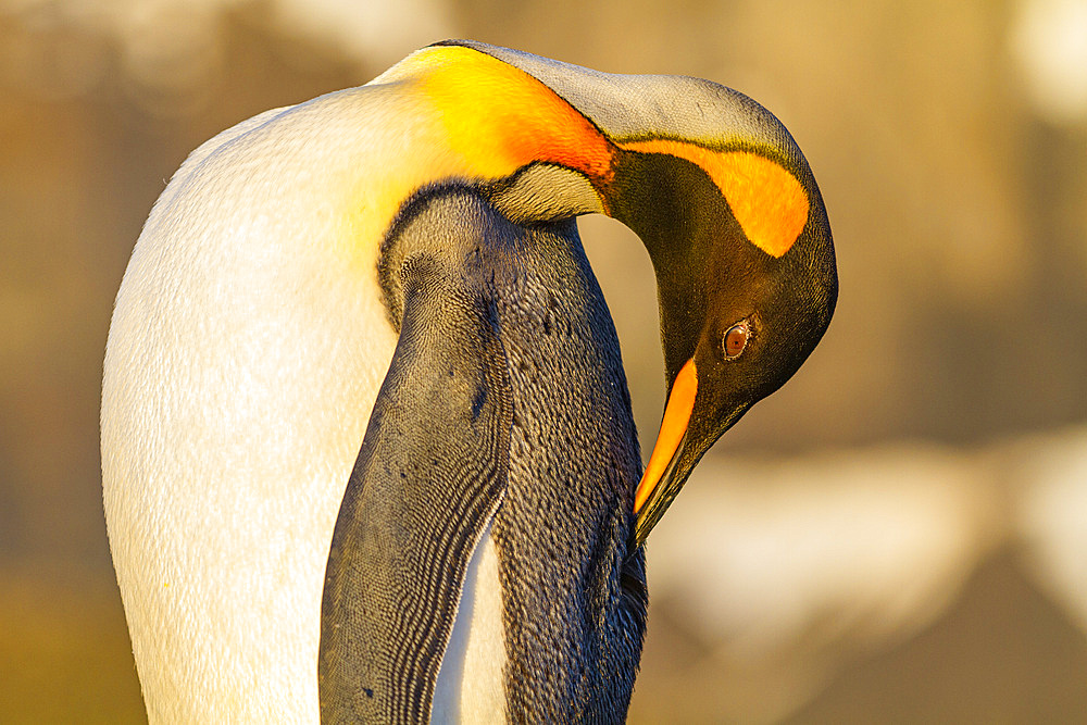 King penguin (Aptenodytes patagonicus) breeding and nesting colony on South Georgia Island, Southern Ocean, Polar Regions