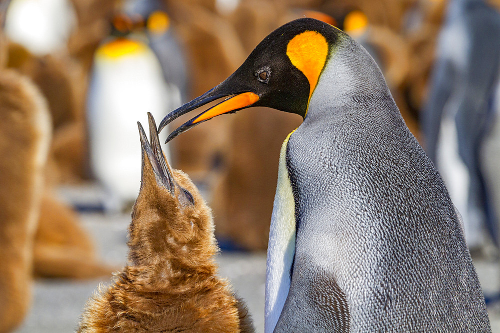 Adult king penguin (Aptenodytes patagonicus) in the act of feeding chick on South Georgia Island, Southern Ocean, Polar Regions