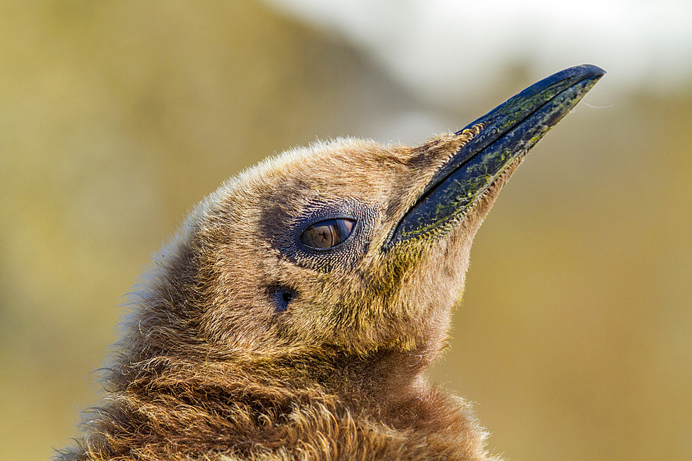 King penguins (Aptenodytes patagonicus) in downy plumage (often called 'okum boys') on South Georgia Island, Southern Ocean. MORE INFO The king penguin is the second largest species of penguin at about 90 cm (3 ft) tall and weighing 11 to 16 kg (24 to 35