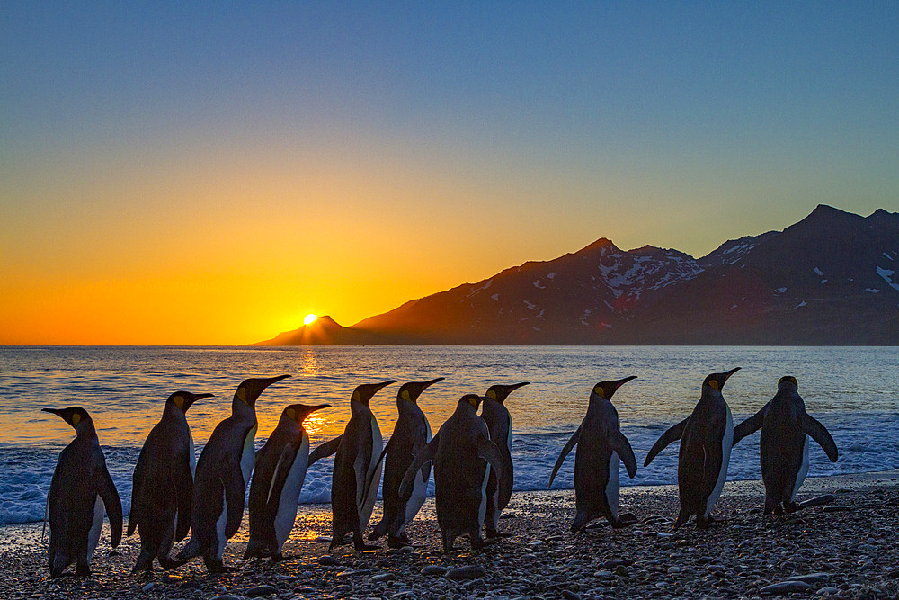 King penguins (Aptenodytes patagonicus) at sunrise on South Georgia Island, Southern Ocean. MORE INFO The king penguin is the second largest species of penguin at about 90 cm (3 ft) tall and weighing 11 to 16 kg (24 to 35 lb), second only to the emperor p