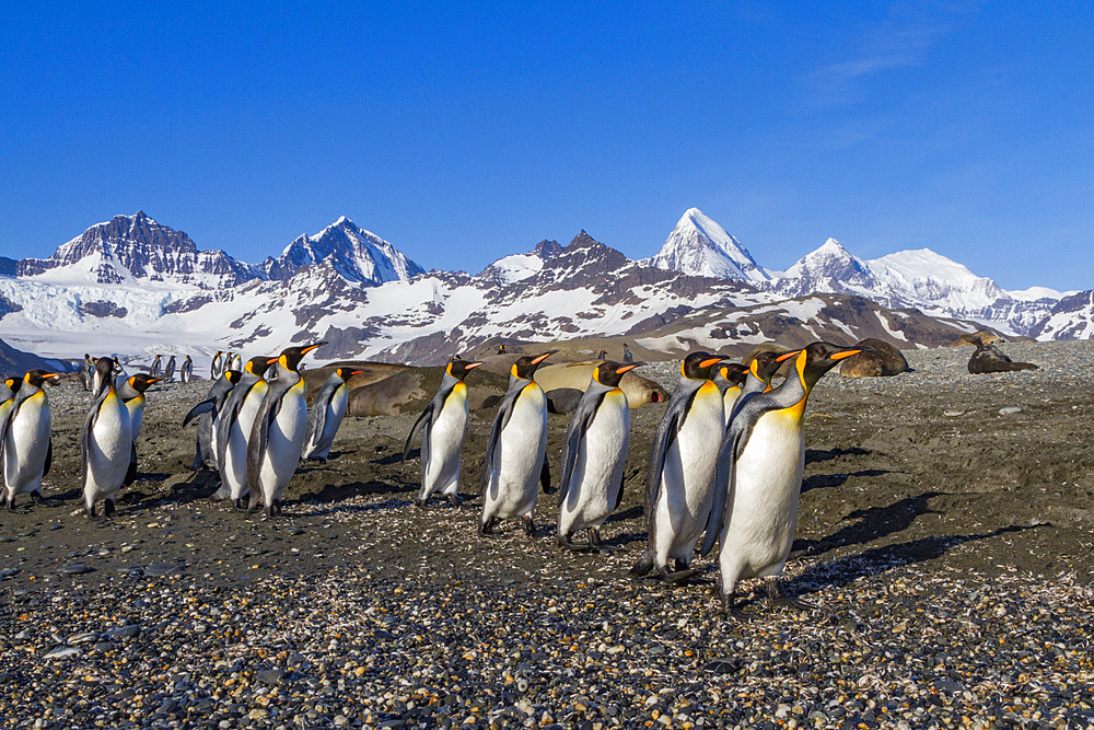 King penguin (Aptenodytes patagonicus) breeding and nesting colony on South Georgia Island, Southern Ocean. MORE INFO The king penguin is the second largest species of penguin at about 90 cm (3 ft) tall and weighing 11 to 16 kg (24 to 35 lb), second only