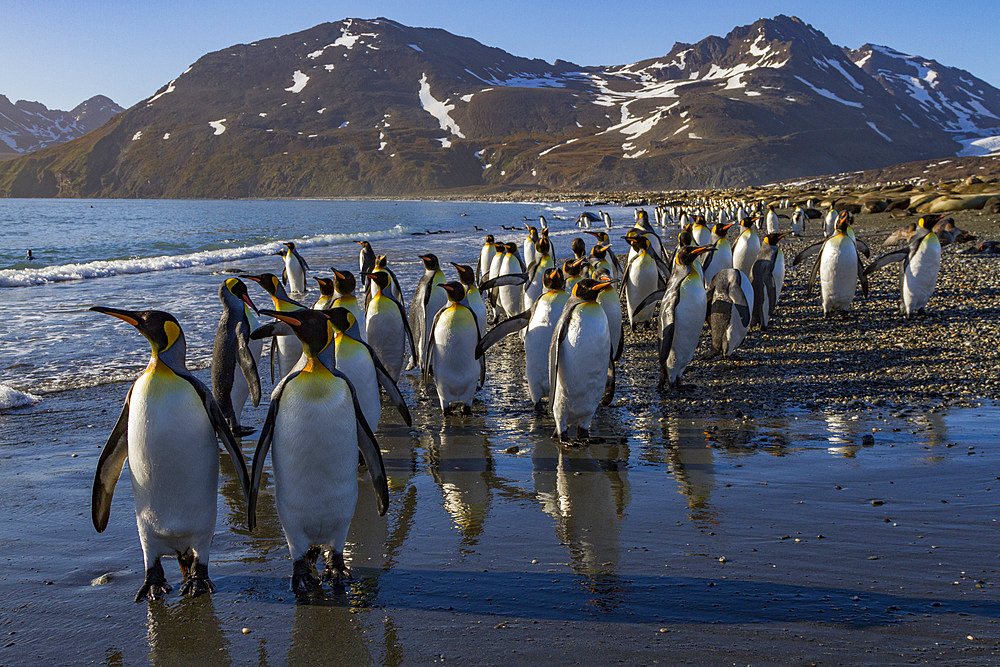 King penguin (Aptenodytes patagonicus) breeding and nesting colony on South Georgia Island, Southern Ocean, Polar Regions