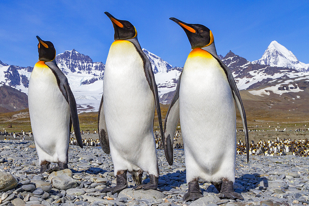 King penguin (Aptenodytes patagonicus) breeding and nesting colony on South Georgia Island, Southern Ocean, Polar Regions