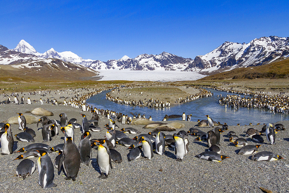 King penguin (Aptenodytes patagonicus) breeding and nesting colony on South Georgia Island, Southern Ocean, Polar Regions