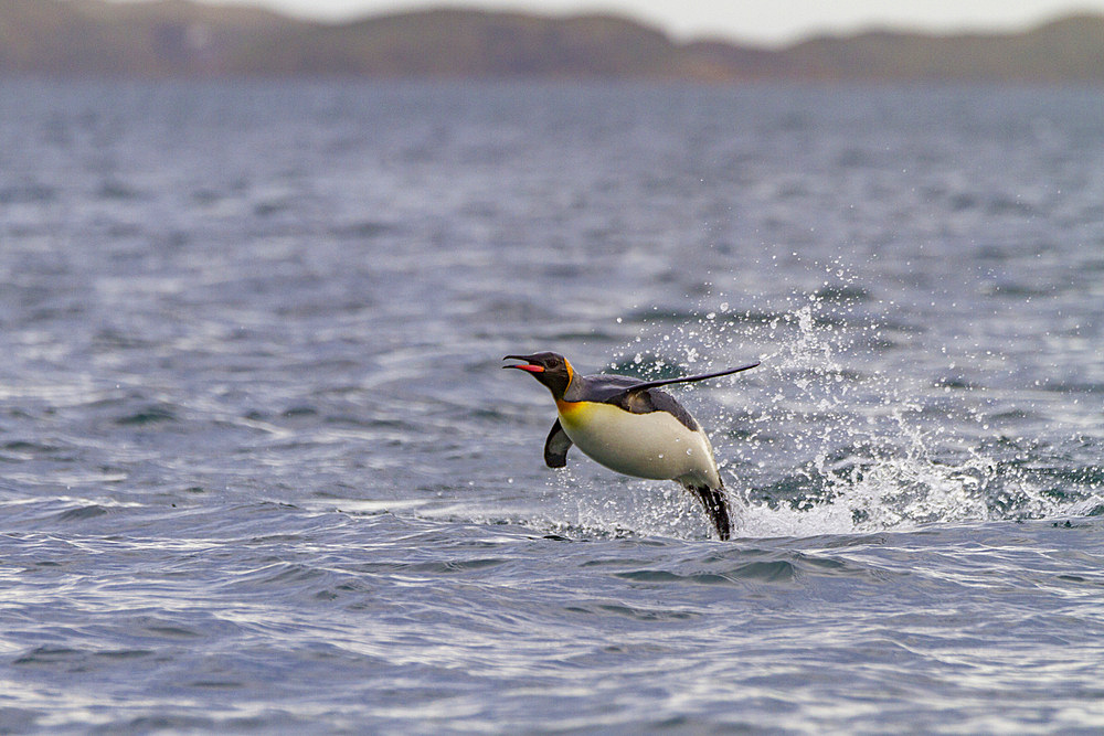 King penguin (Aptenodytes patagonicus) breeding and nesting colony on South Georgia Island, Southern Ocean, Polar Regions