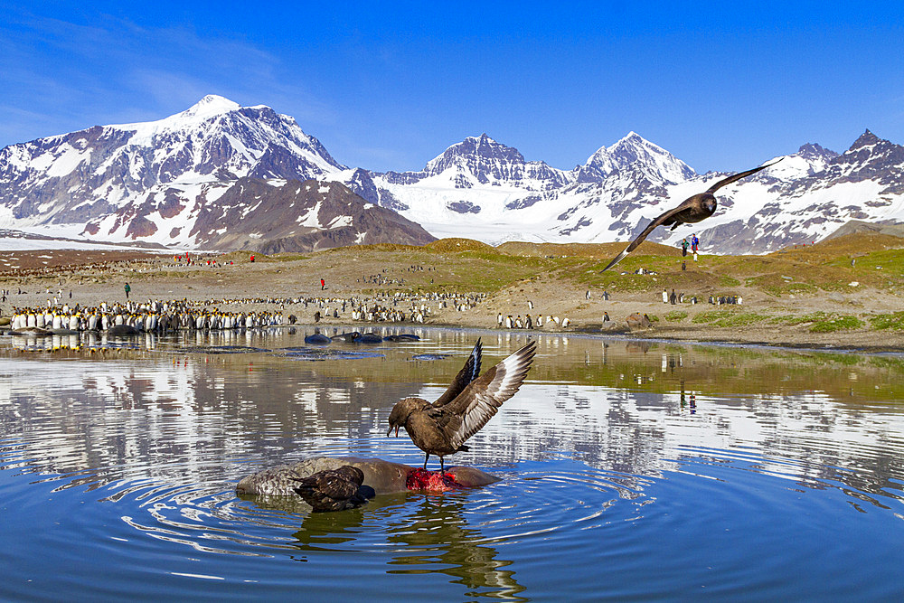 An adult brown skua (Catharacta antarctica) feeding on a dead elephant seal pup at St. Andrews Bay, South Georgia