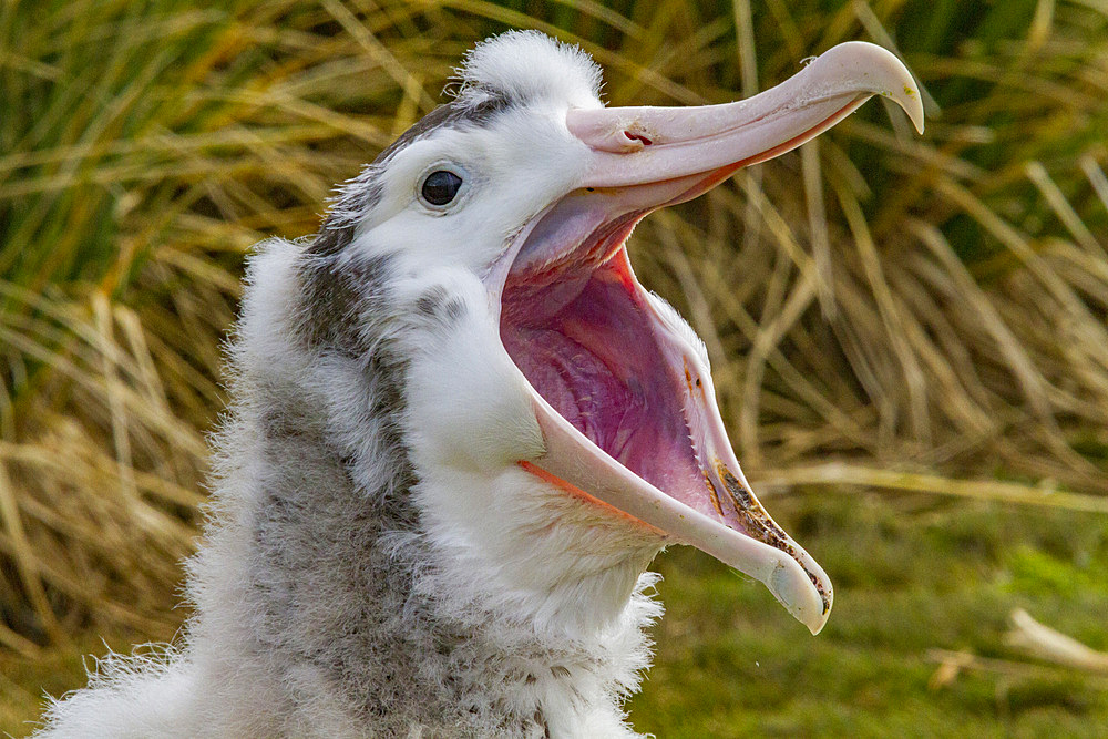 Wandering albatross (Diomedea exulans) chick at breeding colony on Prion Island, Bay of Isles, South Georgia