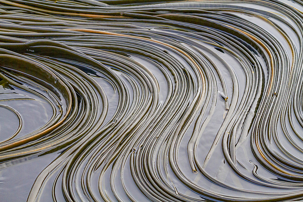 Patterns in the kelp at low tide on South Georgia Island in the Southern Ocean.