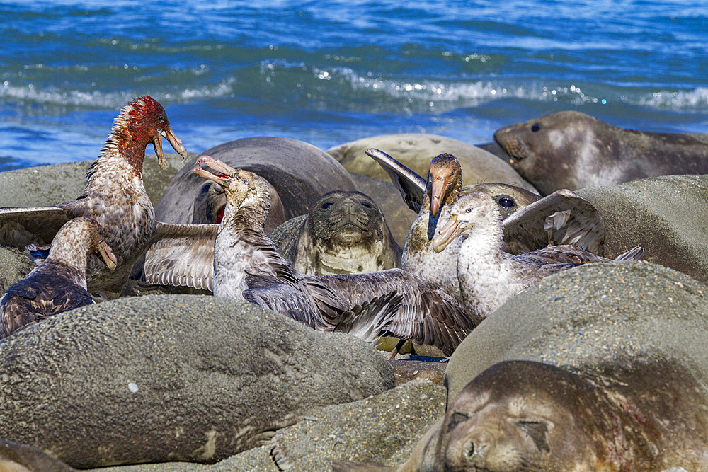 Northern giant petrels (Macronectes halli) fighting over the scavenging rights to a dead elephant seal pup at Royal Harbor, South Georgia