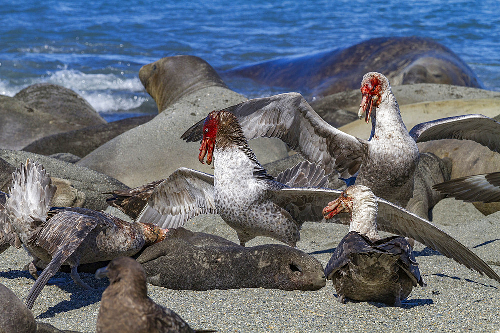 Northern giant petrels (Macronectes halli) fighting over the scavenging rights to a dead elephant seal pup at Royal Harbor.