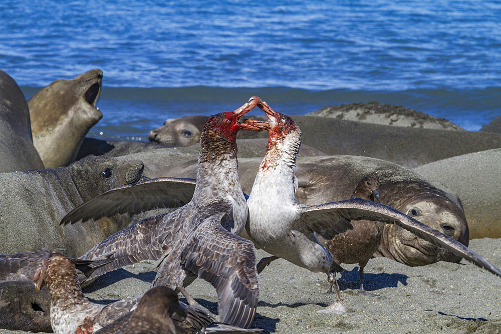 Northern giant petrels (Macronectes halli) fighting over the scavenging rights to a dead elephant seal pup at Royal Harbor, South Georgia