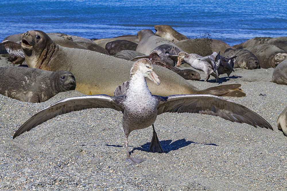 Northern giant petrels (Macronectes halli) fighting over the scavenging rights to a dead elephant seal pup at Royal Harbor, South Georgia