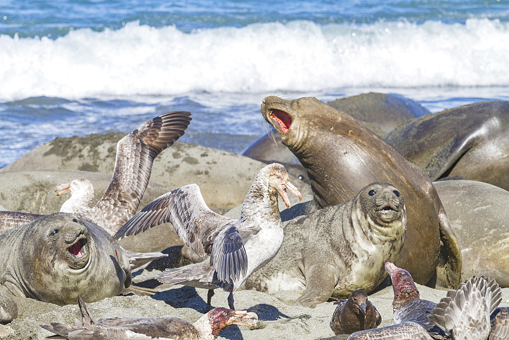 Northern giant petrels (Macronectes halli) fighting over the scavenging rights to a dead elephant seal pup at Royal Harbor.