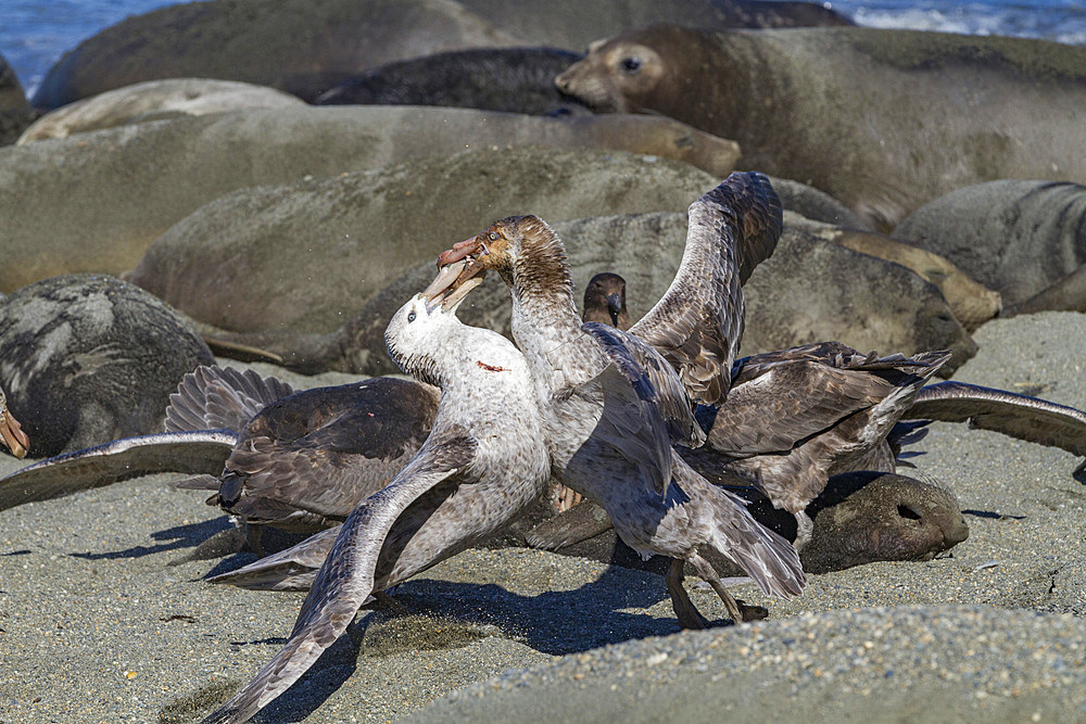 Northern giant petrels (Macronectes halli) fighting over the scavenging rights to a dead elephant seal pup at Royal Harbor, South Georgia