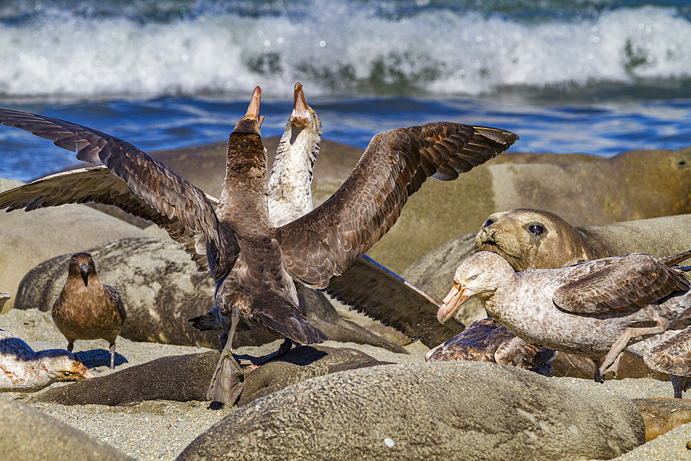 Northern giant petrels (Macronectes halli) fighting over the scavenging rights to a dead elephant seal pup at Royal Harbor.