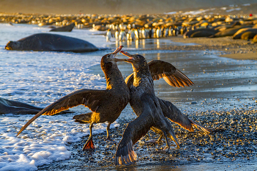 Northern giant petrels (Macronectes halli) fighting over the scavenging rights to a dead fur seal pup at St. Andrews Bay, South Georgia