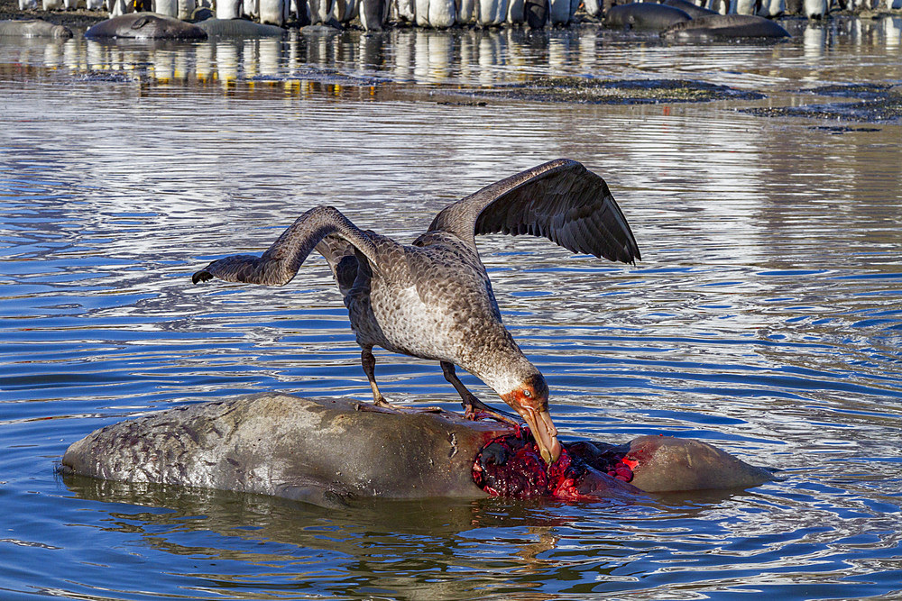 Northern giant petrels (Macronectes halli) fighting over the scavenging rights to a dead fur seal pup at St. Andrews Bay.