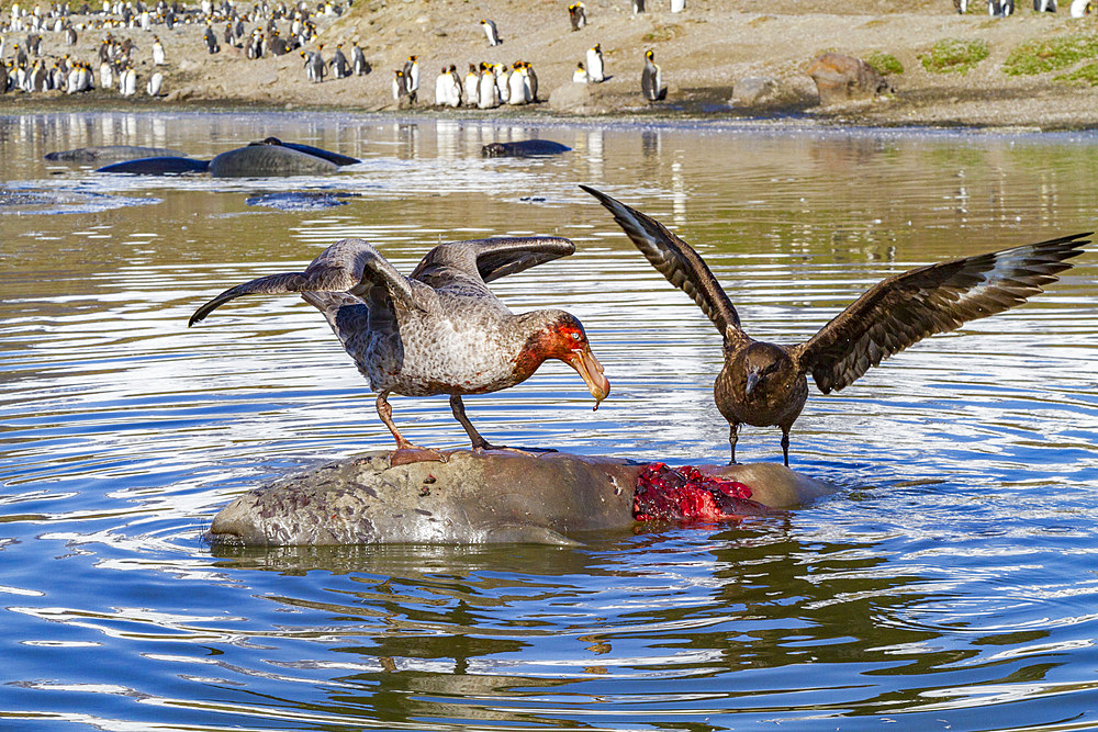 Northern giant petrels (Macronectes halli) fighting over the scavenging rights to a dead fur seal pup at St. Andrews Bay, South Georgia