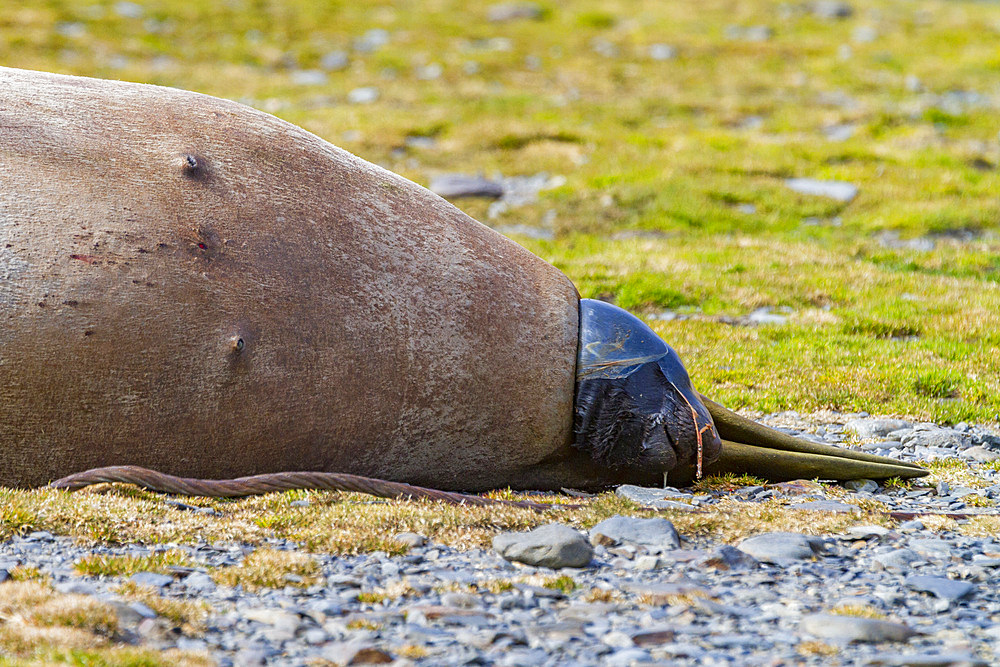 Pregnant female southern elephant seal (Mirounga leonina) giving birth on the beach in Stromness Bay, South Georgia Island.