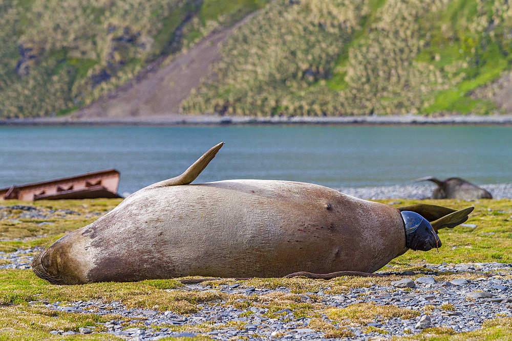 Pregnant female southern elephant seal (Mirounga leonina) giving birth on the beach in Stromness Bay, South Georgia Island