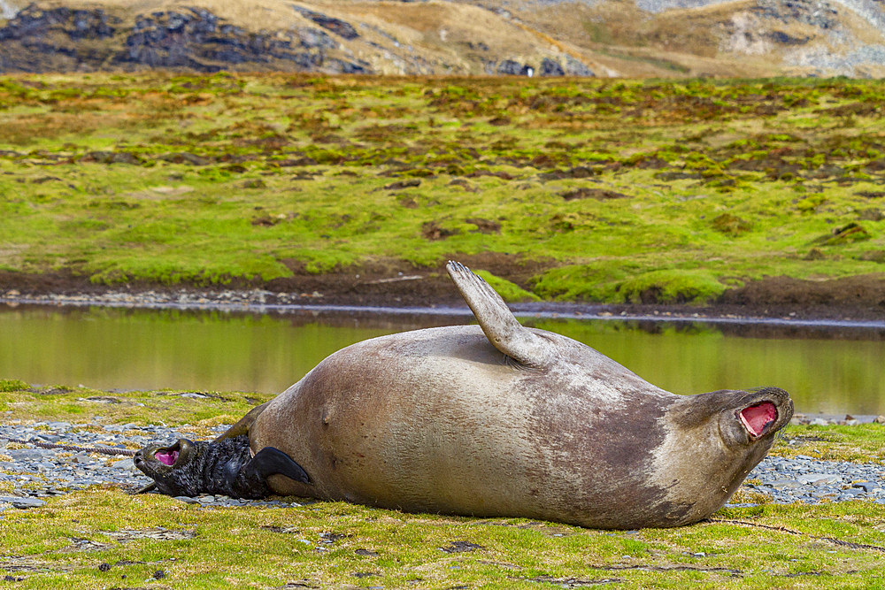 Pregnant female southern elephant seal (Mirounga leonina) giving birth on the beach in Stromness Bay, South Georgia Island