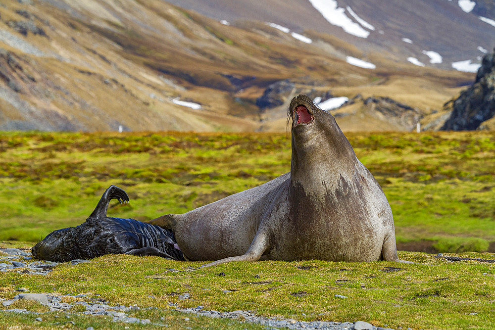 Pregnant female southern elephant seal (Mirounga leonina) giving birth on the beach in Stromness Bay, South Georgia Island