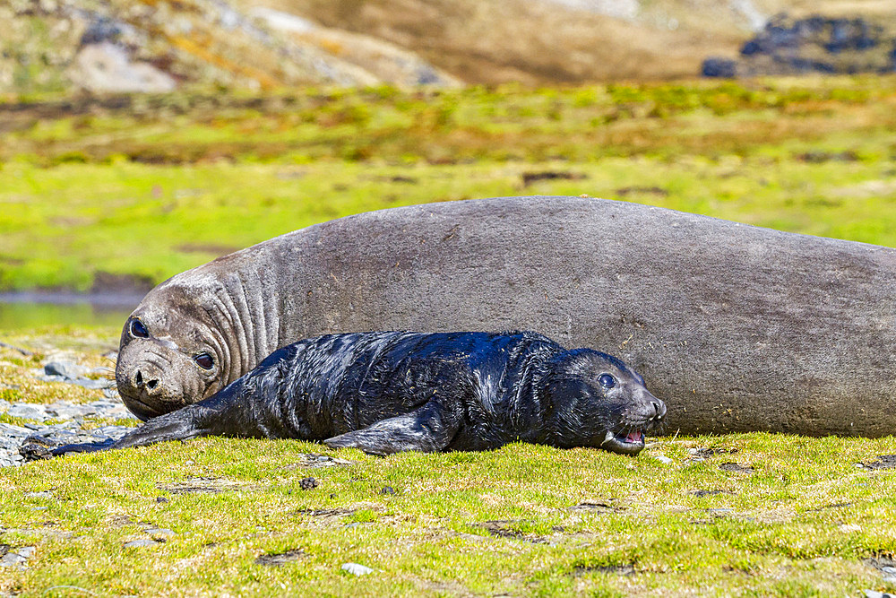 Pregnant female southern elephant seal (Mirounga leonina) giving birth on the beach in Stromness Bay, South Georgia Island.