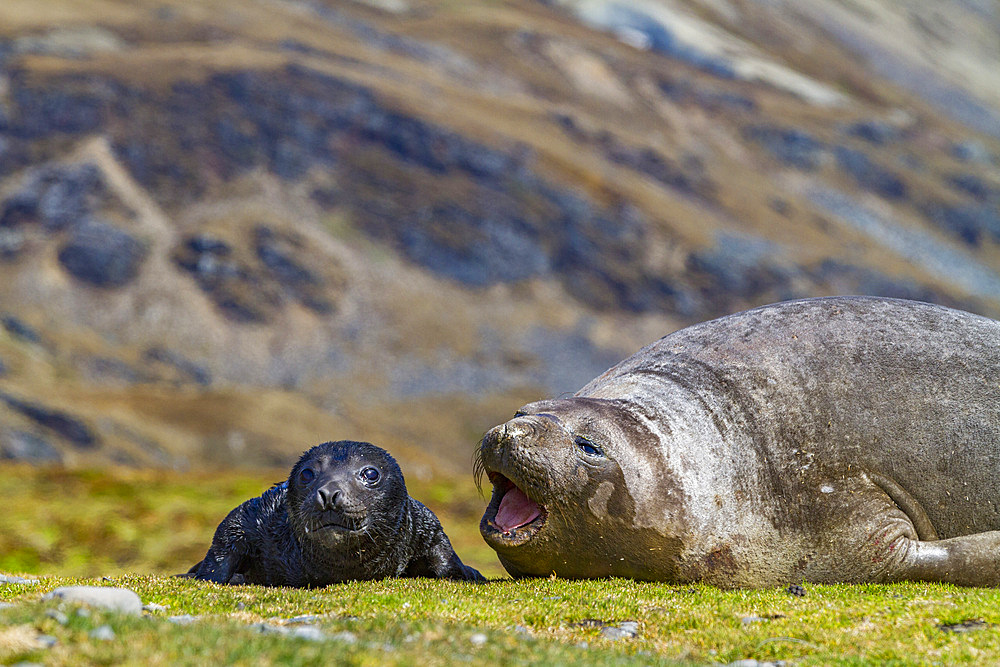 Pregnant female southern elephant seal (Mirounga leonina) giving birth on the beach in Stromness Bay, South Georgia Island.