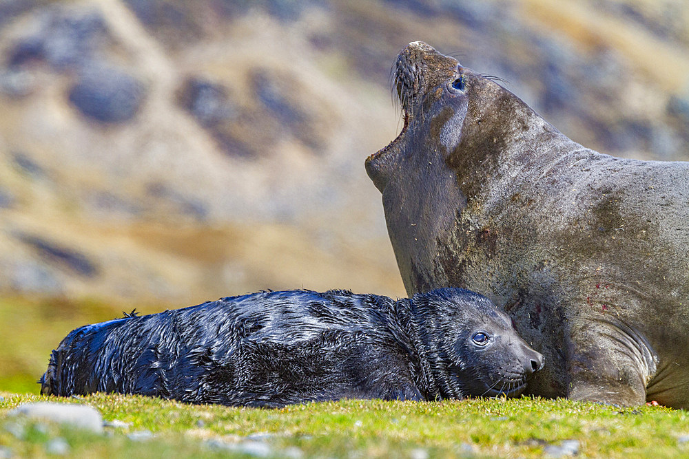 Female southern elephant seal (Mirounga leonina) with newborn pup on the beach in Stromness Bay, South Georgia Island