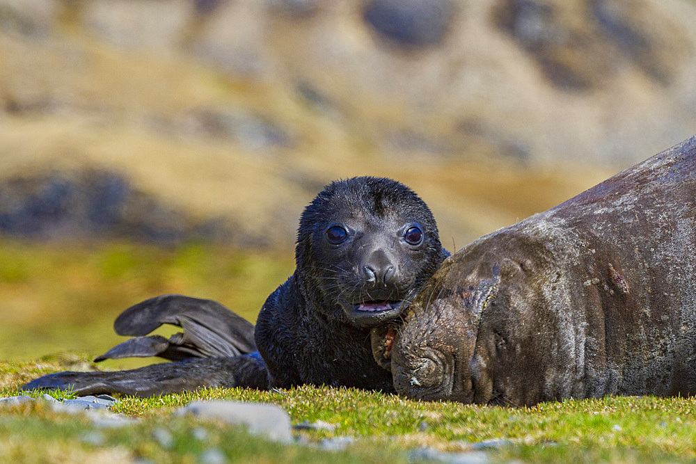 Pregnant female southern elephant seal (Mirounga leonina) giving birth on the beach in Stromness Bay, South Georgia Island.