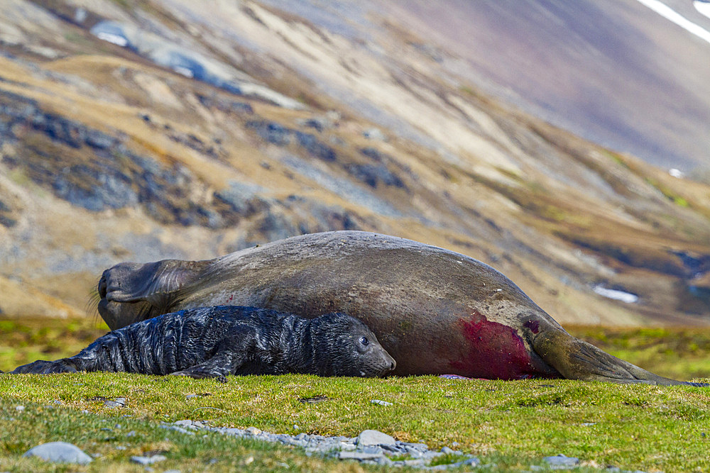 Pregnant female southern elephant seal (Mirounga leonina) giving birth on the beach in Stromness Bay, South Georgia Island.