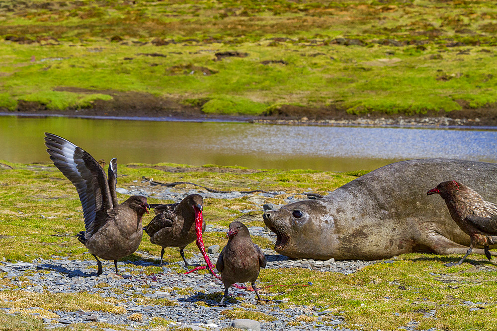 Female southern elephant seal (Mirounga leonina) with newborn pup as skuas (Catharacta antarctica) fight for the afterbirth, South Georgia