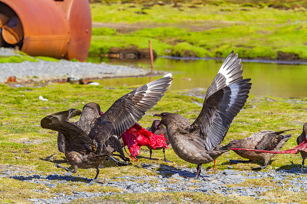 Skuas (Catharacta antarctica) fight for the afterbirth of a southern elephant seal, South Georgia