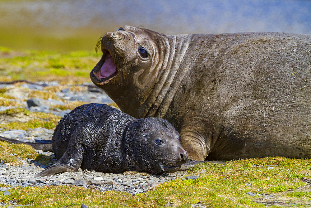 Pregnant female southern elephant seal (Mirounga leonina) giving birth on the beach in Stromness Bay, South Georgia Island.