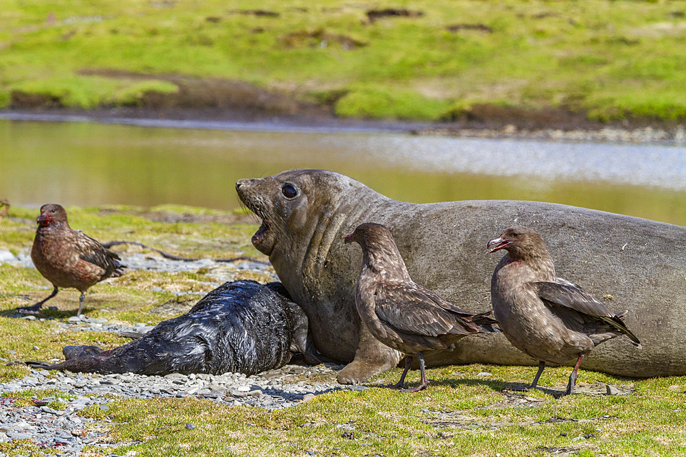 Skuas (Catharacta antarctica) and female southern elephant seal with newborn pup near abandoned whaling station, Stromness Bay, South Georgia