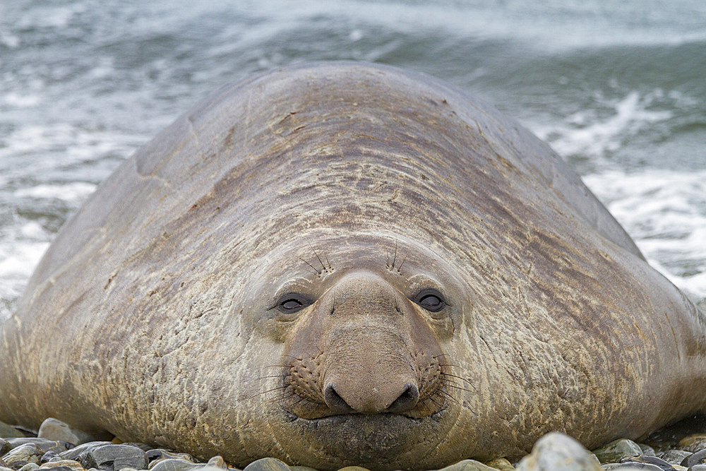 Bull southern elephant seal (Mirounga leonina) on South Georgia Island in the Southern Ocean. MORE INFO The southern elephant seal is not only the most massive pinniped but also the largest member of the order Carnivora to ever live. The world's populatio