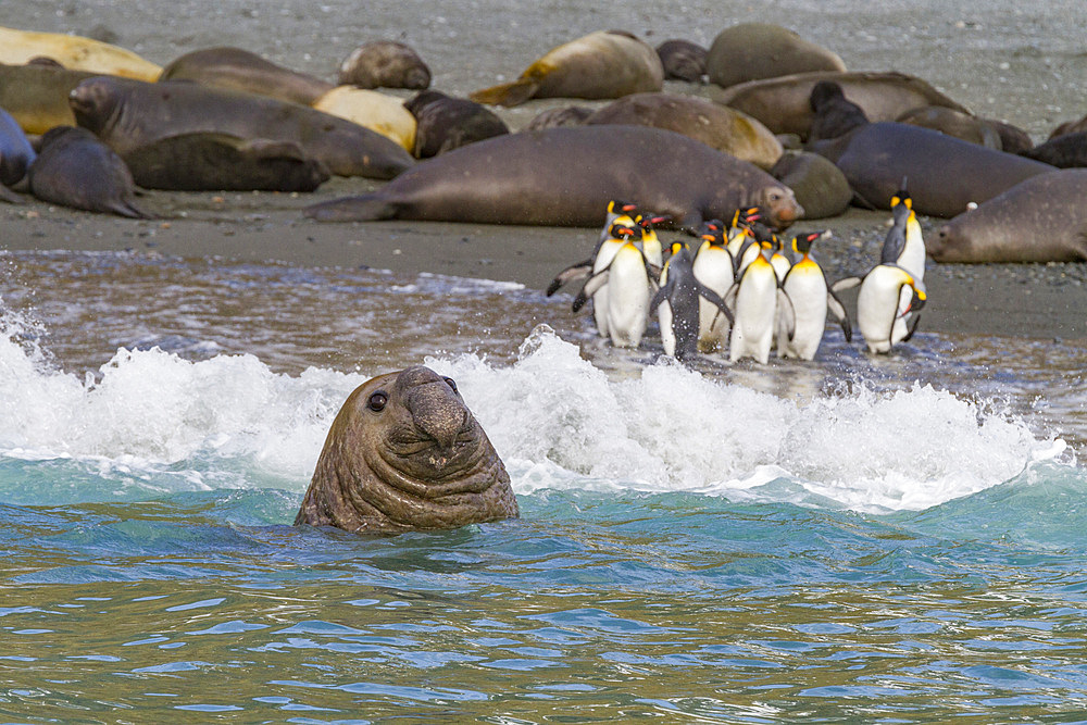 Bull southern elephant seal (Mirounga leonina) on South Georgia Island in the Southern Ocean. MORE INFO The southern elephant seal is not only the most massive pinniped but also the largest member of the order Carnivora to ever live. The world's populatio