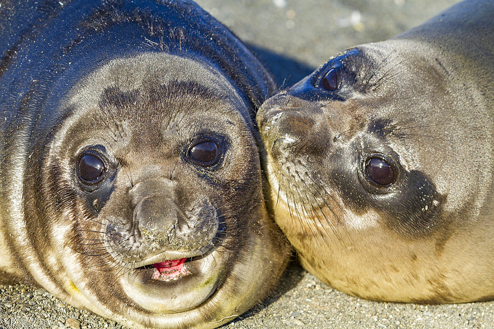 Southern elephant seal (Mirounga leonina) pup (often called 'weaners' once their mothers stop nursing them) on South Georgia Island in the Southern Ocean. MORE INFO The southern elephant seal is not only the most massive pinniped but also the largest memb