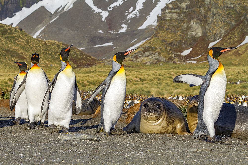 Southern elephant seal (Mirounga leonina) pup (often called 'weaners' once their mothers stop nursing them) on South Georgia Island in the Southern Ocean. MORE INFO The southern elephant seal is not only the most massive pinniped but also the largest memb