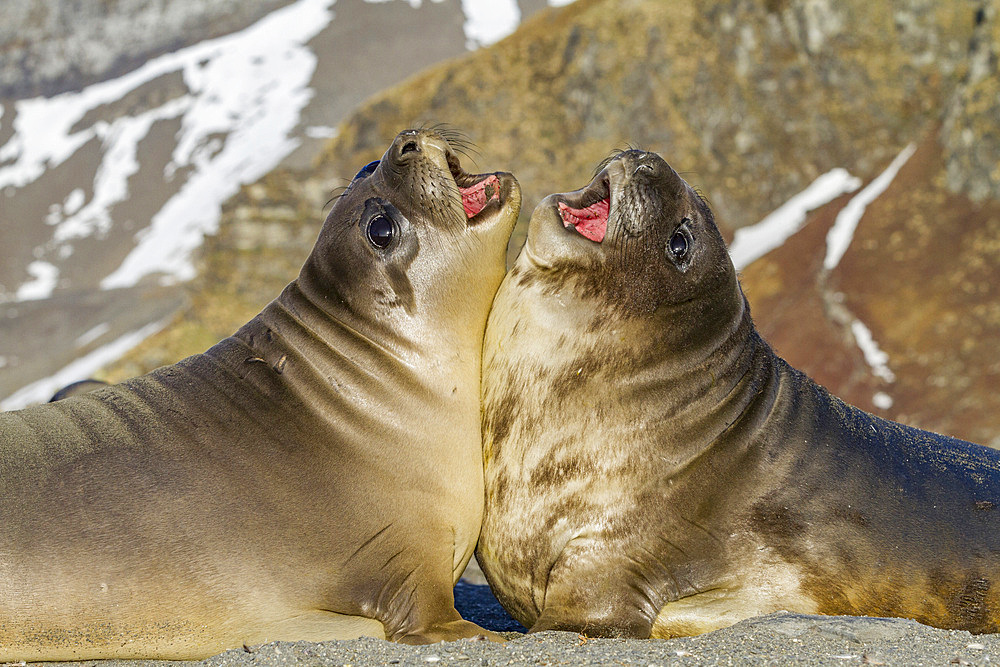 Male southern elephant seal (Mirounga leonina) pups mock fighting on South Georgia Island in the Southern Ocean. MORE INFO The southern elephant seal is not only the most massive pinniped but also the largest member of the order Carnivora to ever live. Th