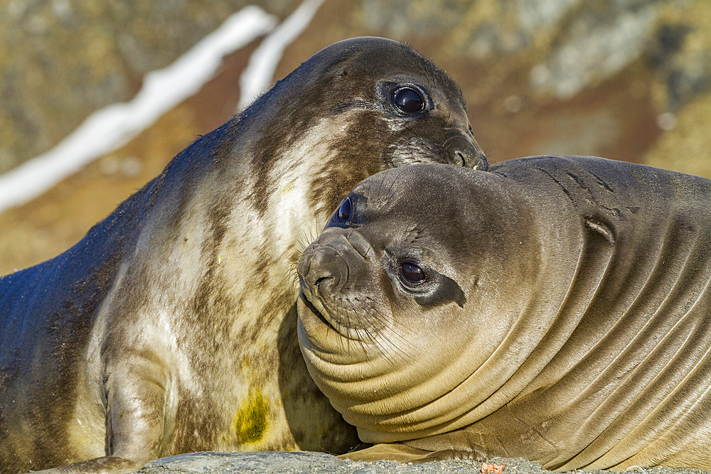 Male southern elephant seal (Mirounga leonina) pups mock fighting on South Georgia Island in the Southern Ocean. MORE INFO The southern elephant seal is not only the most massive pinniped but also the largest member of the order Carnivora to ever live. Th