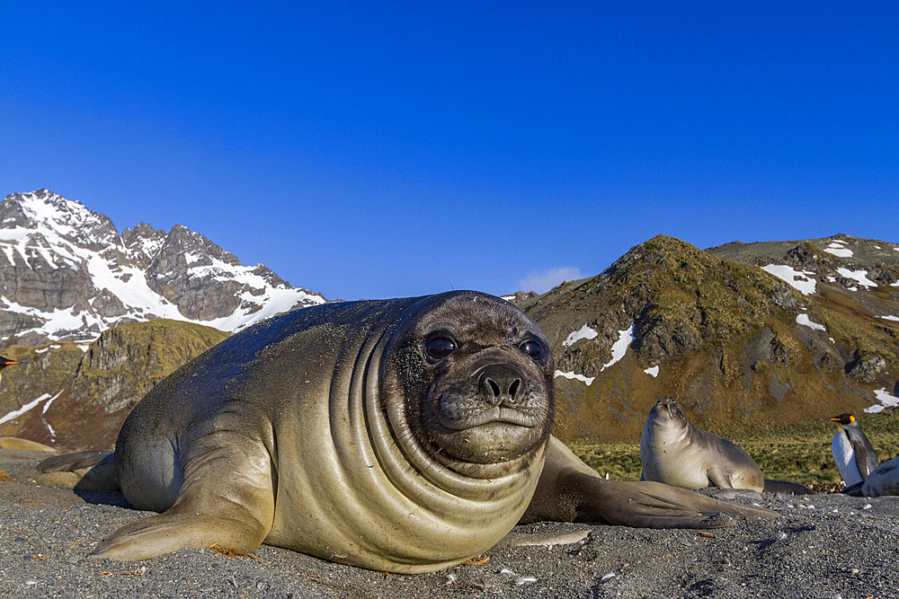 Southern elephant seal (Mirounga leonina) pup (often called 'weaners' once their mothers stop nursing them) on South Georgia Island in the Southern Ocean. MORE INFO The southern elephant seal is not only the most massive pinniped but also the largest memb