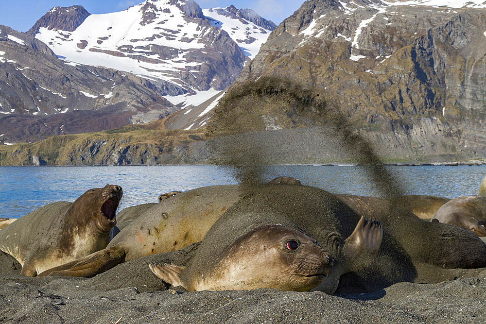 Adult female southern elephant seal (Mirounga leonina) flipping sand onto its back to cool off on South Georgia Island, Southern Ocean