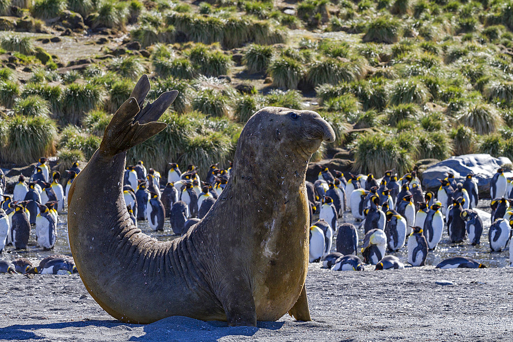 Bull southern elephant seal (Mirounga leonina) on South Georgia Island, Southern Ocean