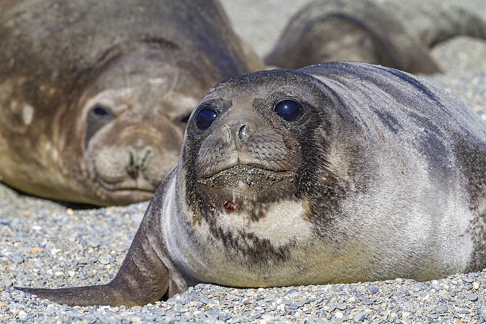 Southern elephant seal (Mirounga leonina) pup, called weaners once their mothers stop nursing, South Georgia Island, Southern Ocean