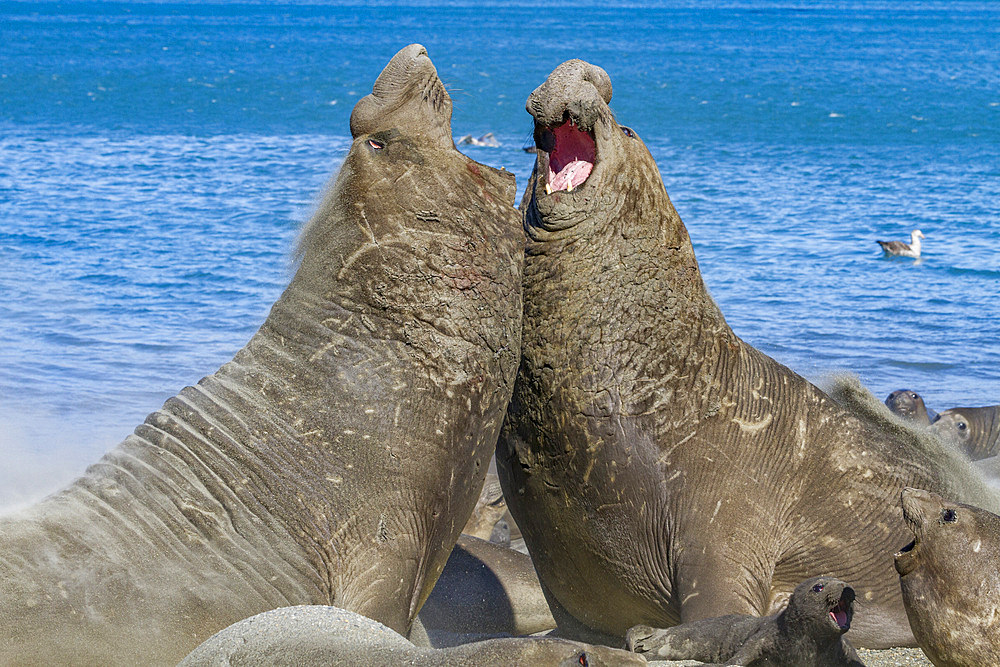 Adult bull southern elephant seals (Mirounga leonina) fighting for breeding grounds on South Georgia Island in the Southern Ocean. MORE INFO The southern elephant seal is not only the most massive pinniped but also the largest member of the order Carnivor