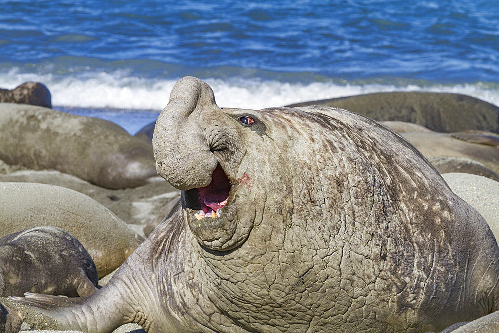 Bull southern elephant seal (Mirounga leonina) on South Georgia Island in the Southern Ocean. MORE INFO The southern elephant seal is not only the most massive pinniped but also the largest member of the order Carnivora to ever live. The world's populatio